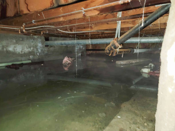 Best Water damage contractors near me  in Chesapeake, VA